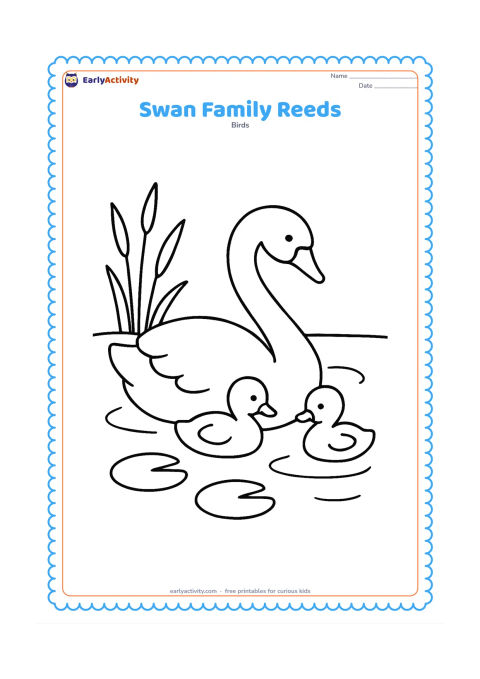 Colouring page: An adult swan and two cygnets rest together beside a few tall reeds and two lily pads. Place the family in the centre of a calm pond scene.
