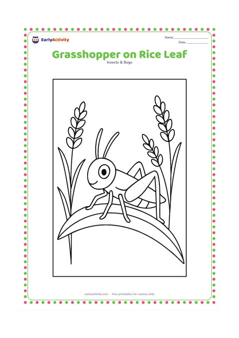 Colouring page: Draw a grasshopper perched on one long rice plant leaf, with a few simple rice stalks behind it and open space above the field.