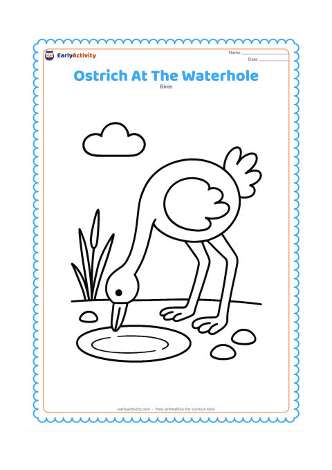 Colouring page: An ostrich bends its long neck toward a small oval waterhole, with its beak close to the water. Add a few reeds, stones and one cloud.