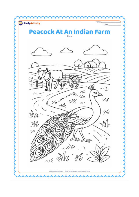 Colouring page: A peacock walks beside a farm path with a bullock cart, a low fence, crop rows, and a distant farmhouse. Add detailed grass, leaves, and individual tail feathers.