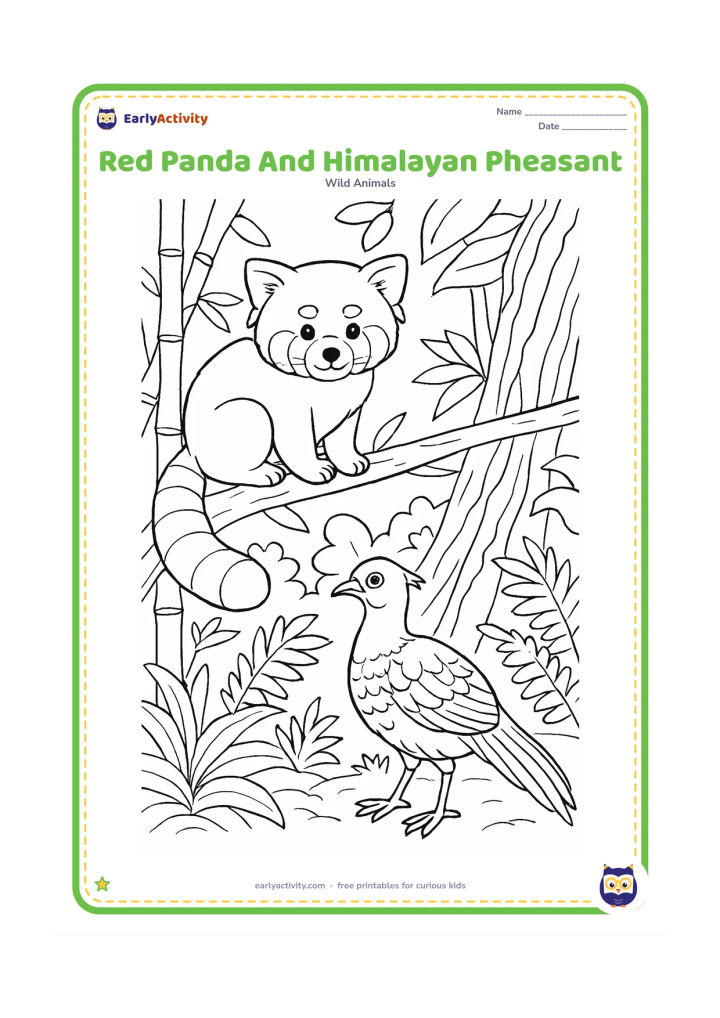 Colouring page: Draw a red panda sitting on a low branch while a Himalayan pheasant stands on the forest floor below. Surround them with bamboo, broad leaves, ferns and layered tree trunks in an Indian…