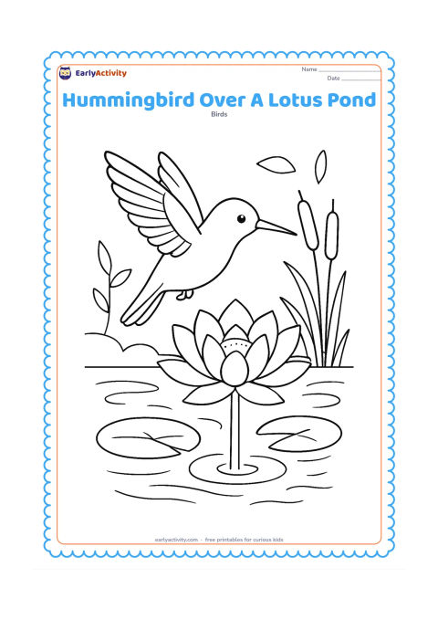 Colouring page: A hummingbird flies above a lotus flower at the edge of a small pond. Include lily pads, reeds, gentle water ripples and a few distant leaves.