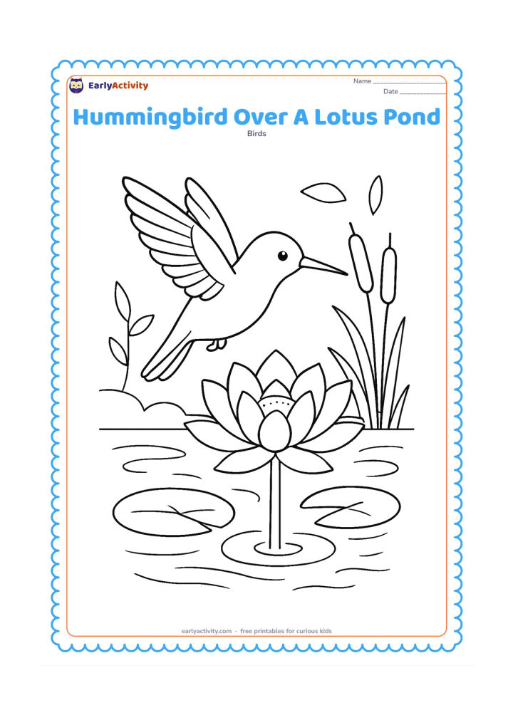 Colouring page: A hummingbird flies above a lotus flower at the edge of a small pond. Include lily pads, reeds, gentle water ripples and a few distant leaves.