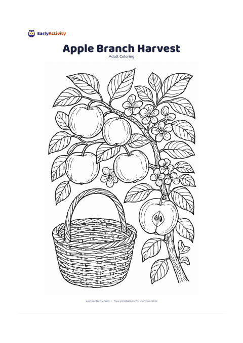 Colouring page: Draw an apple tree branch bending under ripe fruit, with broad leaves, small blossoms, and one split-open apple showing its seeds. Include a woven harvest basket beneath the branch.