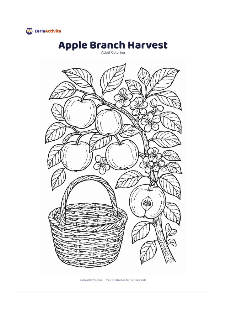Colouring page: Draw an apple tree branch bending under ripe fruit, with broad leaves, small blossoms, and one split-open apple showing its seeds. Include a woven harvest basket beneath the branch.