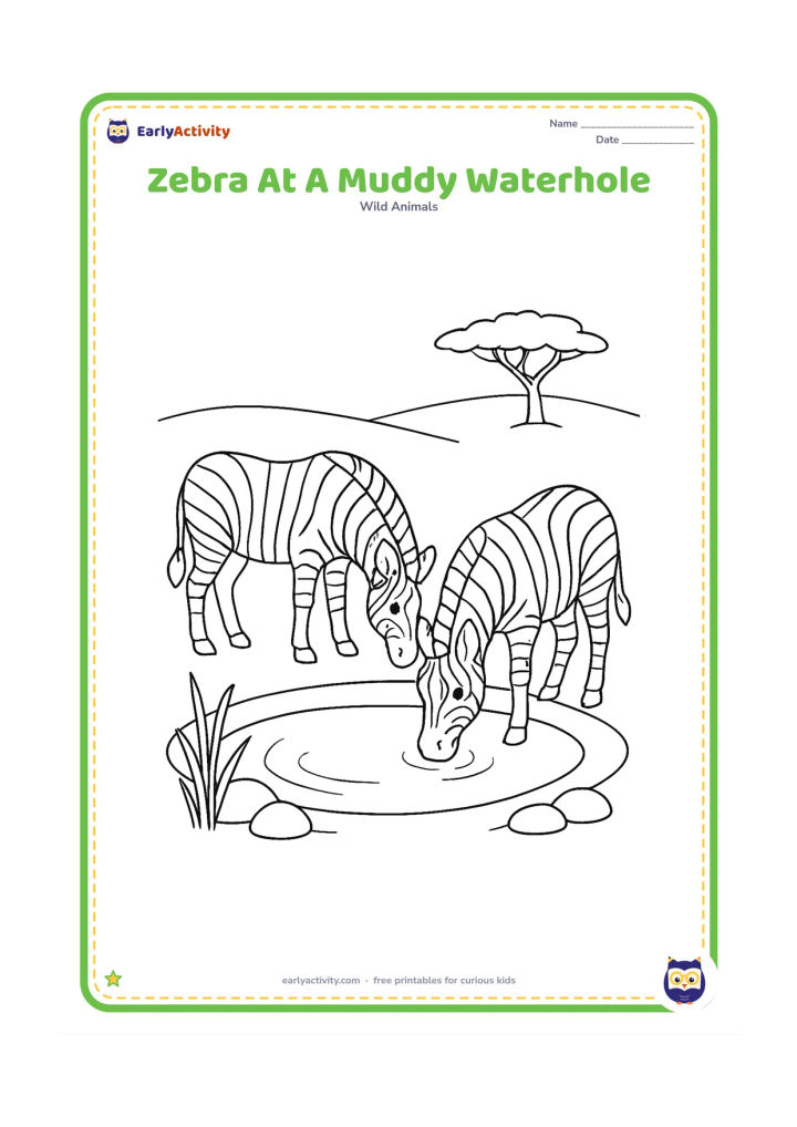 Colouring page: Draw two zebras drinking at a rounded waterhole, one in profile and one partly turned away. Add reeds, stones, a low bank and a distant acacia tree.