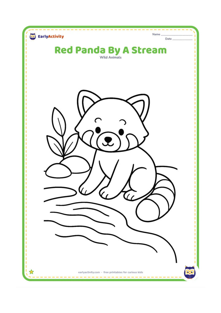 Colouring page: Draw a red panda sitting beside a narrow stream, dipping one paw toward the water. Add two large smooth stones, a few broad leaves and a blank open background.