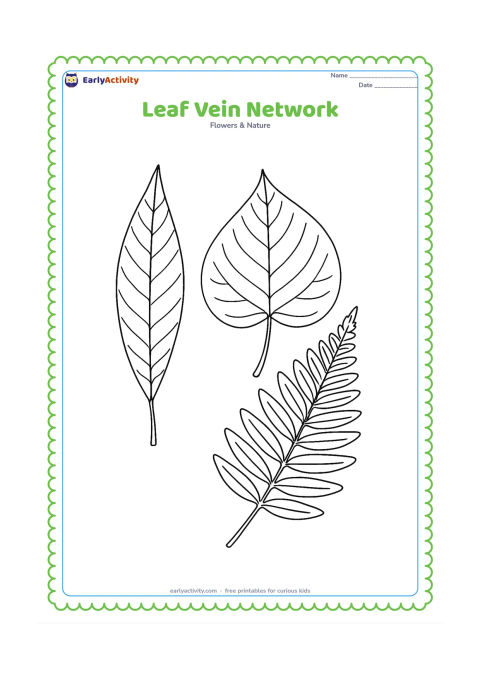 Colouring page: Three enlarged leaves, a mango leaf, a peepal leaf and a fern frond, are arranged like a nature study, each showing a distinct vein pattern and stem.