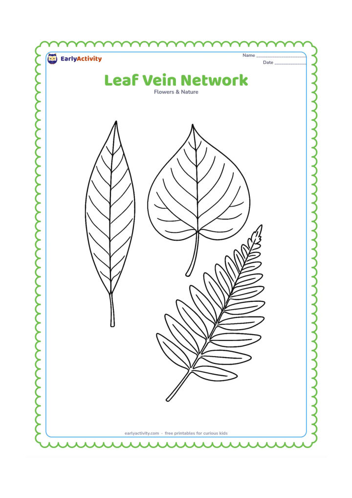 Colouring page: Three enlarged leaves, a mango leaf, a peepal leaf and a fern frond, are arranged like a nature study, each showing a distinct vein pattern and stem.