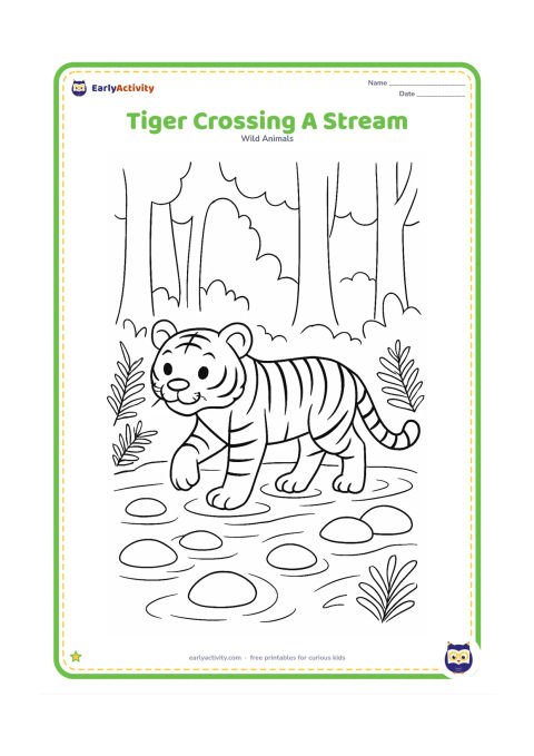 Colouring page: A tiger carefully steps through a shallow forest stream, with one paw lifted above the water. Include rounded stones, simple ripples, ferns, and tree trunks in the background.