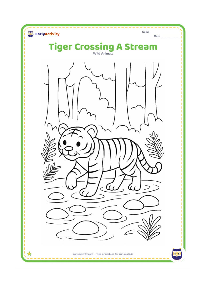 Colouring page: A tiger carefully steps through a shallow forest stream, with one paw lifted above the water. Include rounded stones, simple ripples, ferns, and tree trunks in the background.