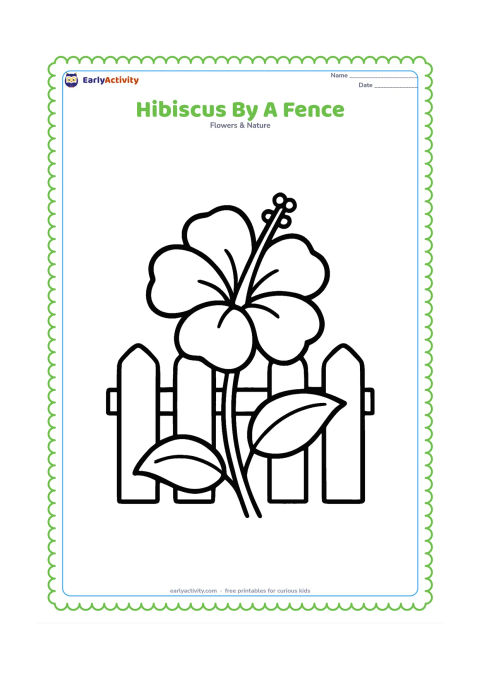 Colouring page: Draw one large hibiscus plant beside a simple garden fence made from broad vertical boards. Include two leaves and a single curved stem.