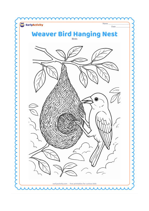 Colouring page: A weaver bird clings to a long hanging nest while arranging woven grass at its entrance. Show the nest suspended from a slender branch, with layered leaves and distant branches around it.