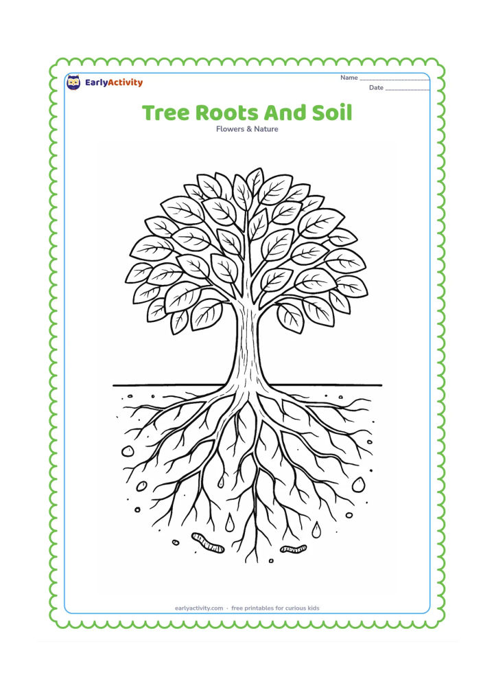 Colouring page: Draw a tree cutaway showing a leafy crown above ground and branching roots below a soil line, with small stones, earthworms, fine rootlets, and a few water drops moving through the soil.…