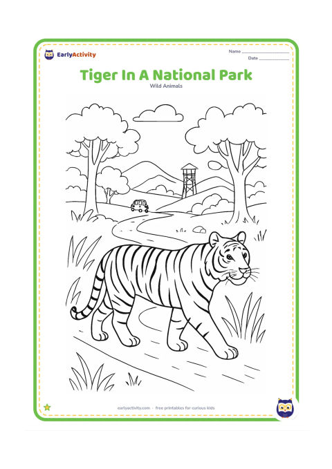Colouring page: A tiger walks along a marked-looking but wordless forest track through an Indian national park landscape, with a distant watchtower, safari vehicle far away, rocky hills, tall grass, and…