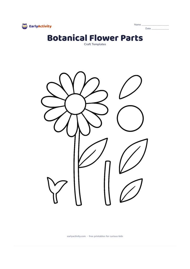 Worksheet: A large flower shown with its main parts arranged as separate, clearly outlined pieces nearby: layered petals, a circular centre, stem, leaves and a simple sepal. Use a daisy-like flower…