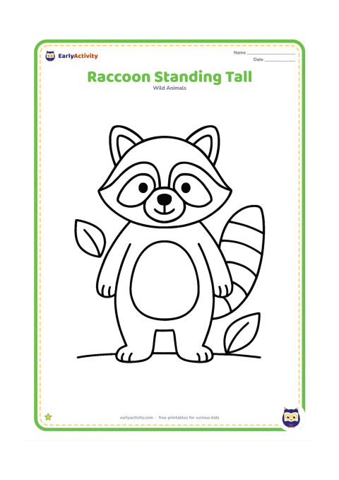 Colouring page: Draw one friendly raccoon standing upright with its ringed tail beside it, facing forward with clear eyes, ears, paws and mask markings. Add only two large leaves and a simple ground line.
