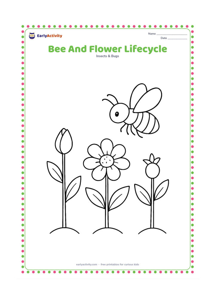 Colouring page: Show one large bee visiting a sequence of three stages on the same plant: bud, open flower and flower with a small developing fruit. Arrange the stages left to right without using…
