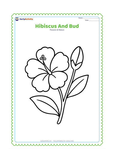 Colouring page: Draw one open hibiscus and one unopened bud on the same short leafy stem. Add a simple pair of leaves behind the flowers.