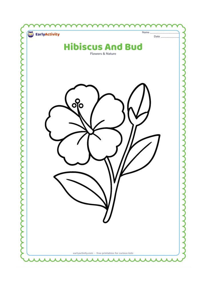 Colouring page: Draw one open hibiscus and one unopened bud on the same short leafy stem. Add a simple pair of leaves behind the flowers.
