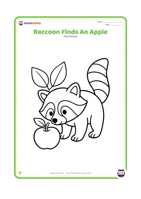 Colouring page: Draw a raccoon bending toward one large apple on the ground, with its nose close to the fruit and its ringed tail raised behind it. Add two broad leaves.
