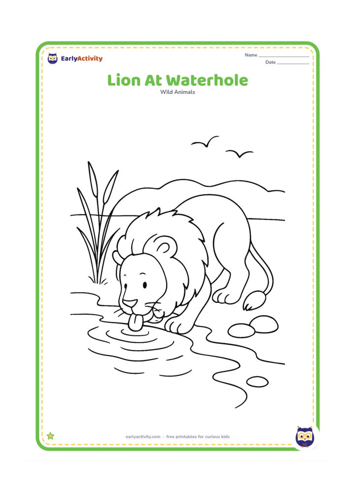 Colouring page: A lion kneels at the edge of a small waterhole and drinks, with its reflection suggested by simple wavy lines. Add reeds, stones, and a couple of distant birds without adding any words.