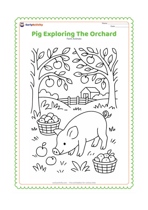 Colouring page: A pig sniffs fallen fruit beneath orchard trees, with baskets of fruit, grass, a fence and a distant farm shed. Include varied branches, leaves and fruit while keeping the snout prominent.