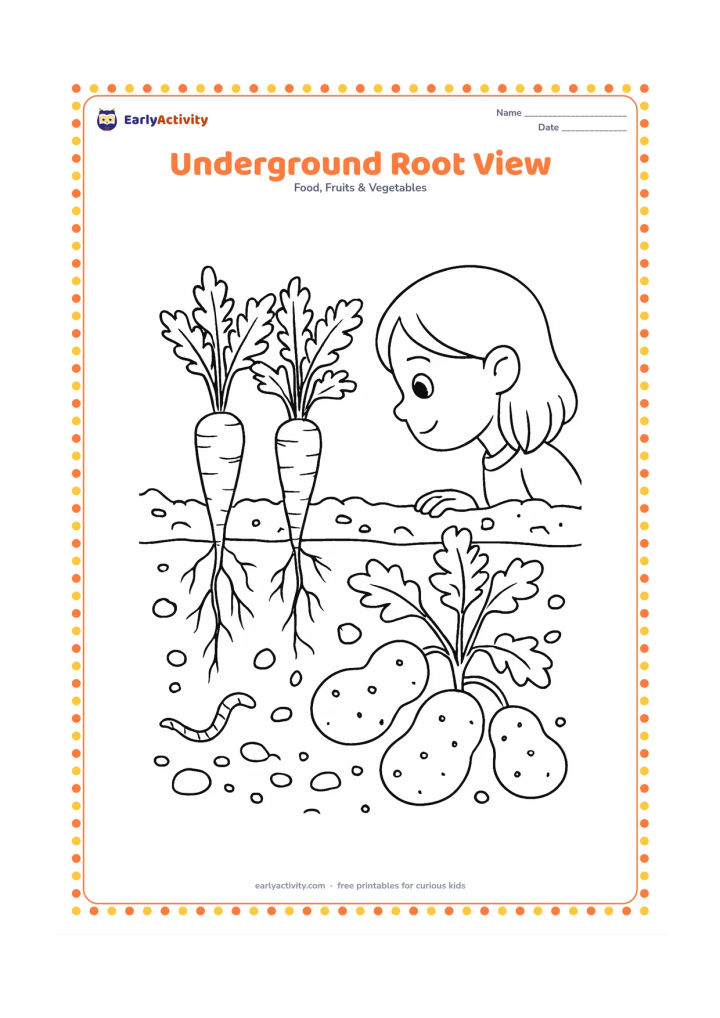 Colouring page: Create a cross-section garden scene showing carrots and potatoes below the soil while leafy tops grow above it. Add small soil stones, roots, a worm, and a child looking at the garden…