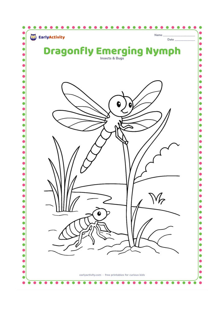 Colouring page: Show a young dragonfly emerging from its water-dwelling nymph stage on a reed beside a pond, with the nymph below near mud, roots, and water plants. Make the adult dragonfly's four wings…