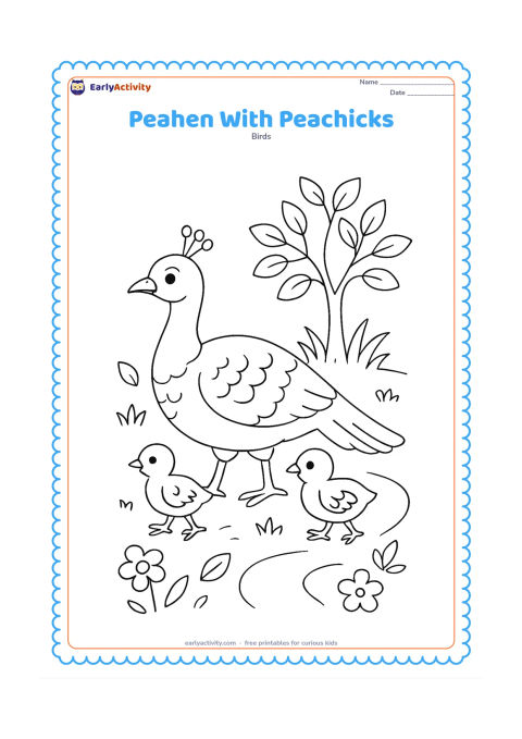 Colouring page: A peahen leads two peachicks through a grassy garden beneath a small tree. Include a few leaves, flowers, and a short curved path.
