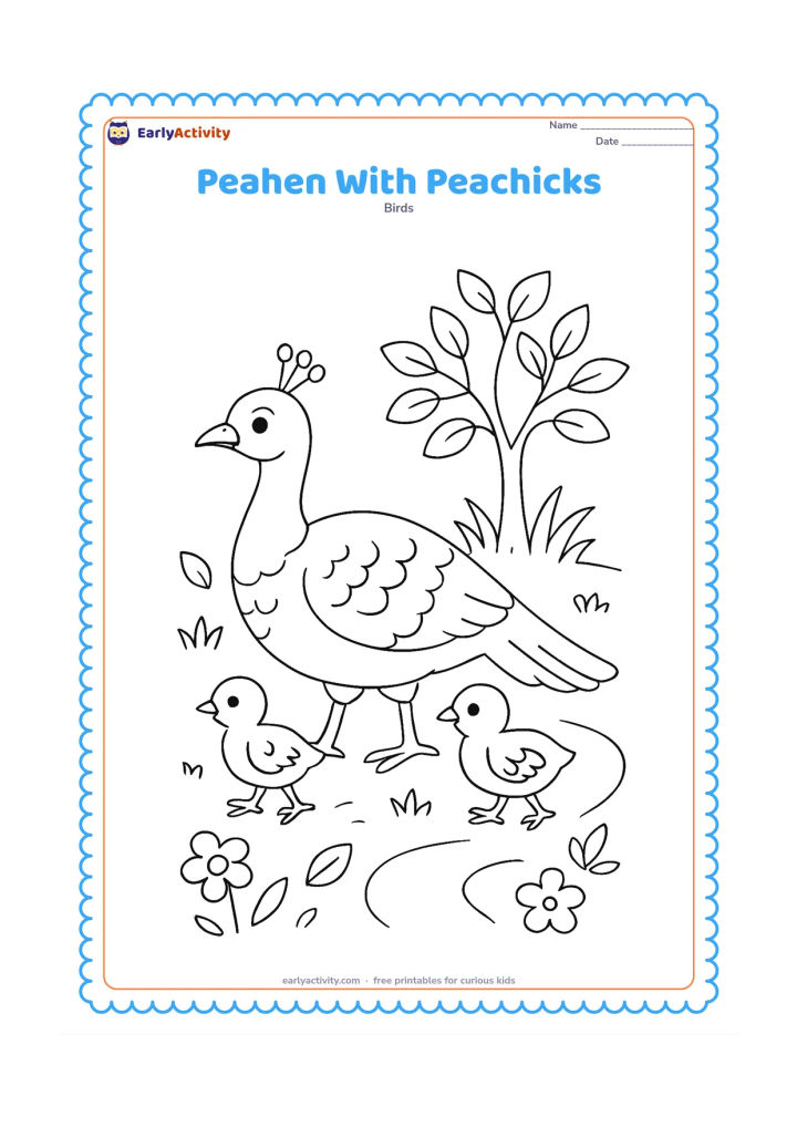 Colouring page: A peahen leads two peachicks through a grassy garden beneath a small tree. Include a few leaves, flowers, and a short curved path.