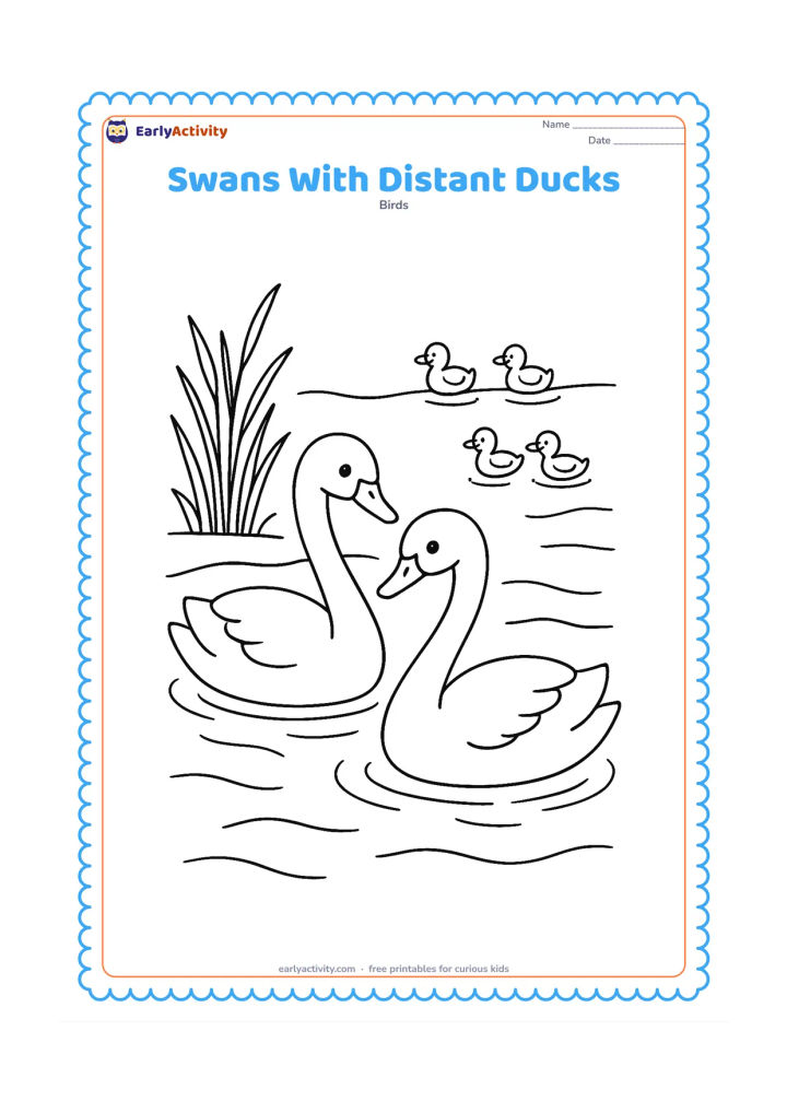 Colouring page: Two swans swim in the foreground of a pond while three small ducks appear far behind them. Add reeds along one bank and a few overlapping ripples.