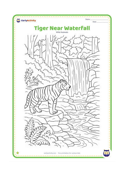Colouring page: A tiger stands on a rock beside a cascading forest waterfall, looking toward the falling water. Include stepped rocks, pools, ferns, moss, tall trees, and detailed water lines.