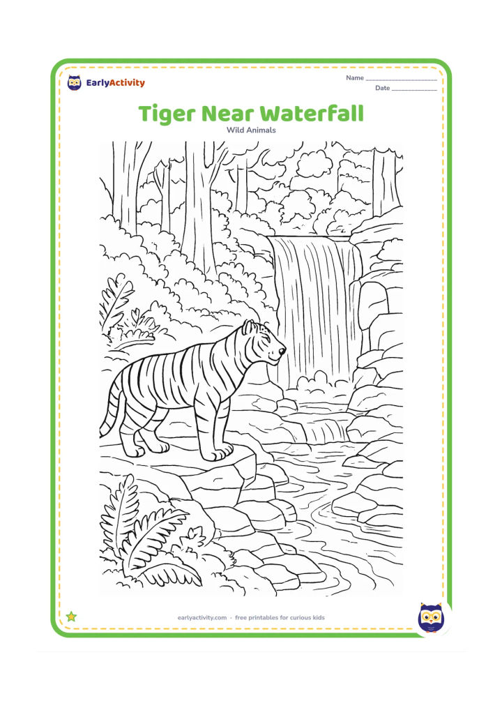 Colouring page: A tiger stands on a rock beside a cascading forest waterfall, looking toward the falling water. Include stepped rocks, pools, ferns, moss, tall trees, and detailed water lines.