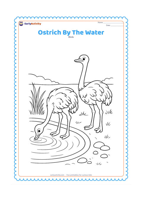 Colouring page: An ostrich drinks beside a curved waterhole while another ostrich stands alert nearby. Add reeds, smooth stones, reflected ripples and low grassland in the distance.