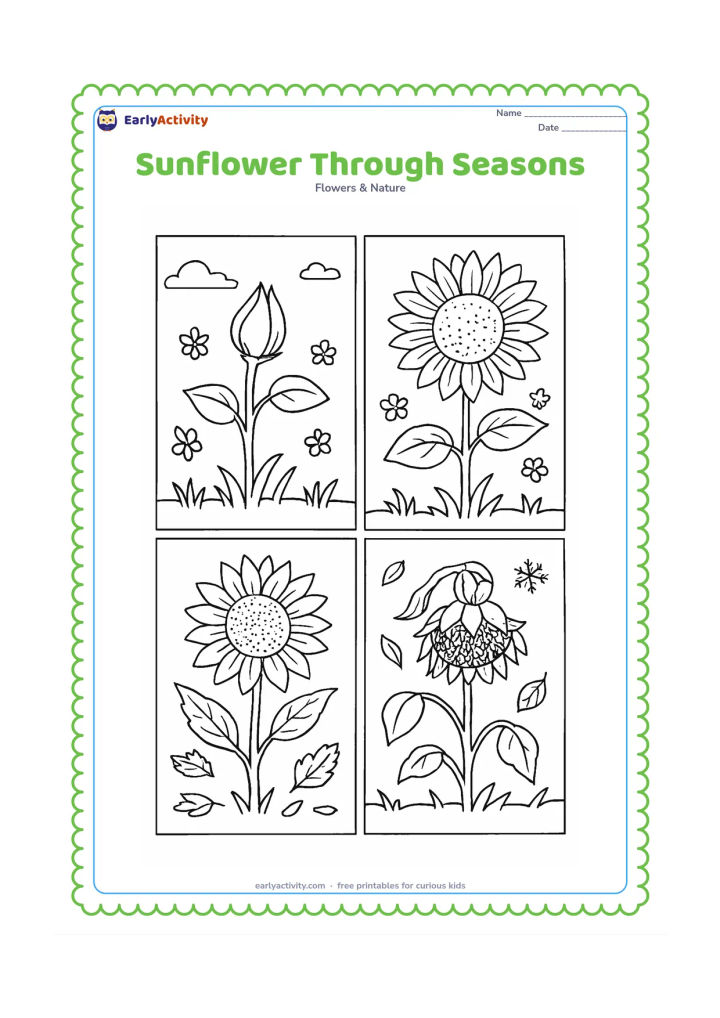 Colouring page: Divide the scene into four connected garden areas showing a spring bud, a summer open sunflower, an autumn sunflower with falling leaves, and a winter dried head with seeds. Use small…
