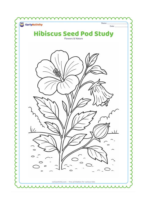 Colouring page: Draw a hibiscus branch showing an open flower, a fading flower, and a developing seed pod, along with leaves, sepals, and branching stems. Add a lightly detailed garden background with…