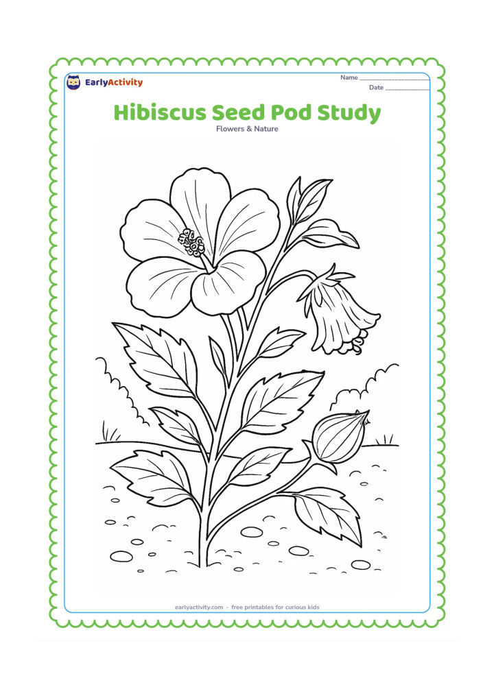 Colouring page: Draw a hibiscus branch showing an open flower, a fading flower, and a developing seed pod, along with leaves, sepals, and branching stems. Add a lightly detailed garden background with…