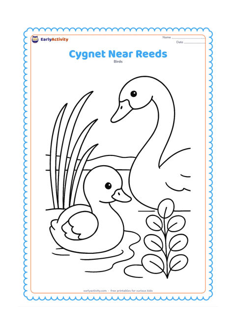 Colouring page: A fluffy cygnet sits at the edge of shallow water beside curved reeds and a cluster of round leaves. Show a partial adult swan in the background watching over it.