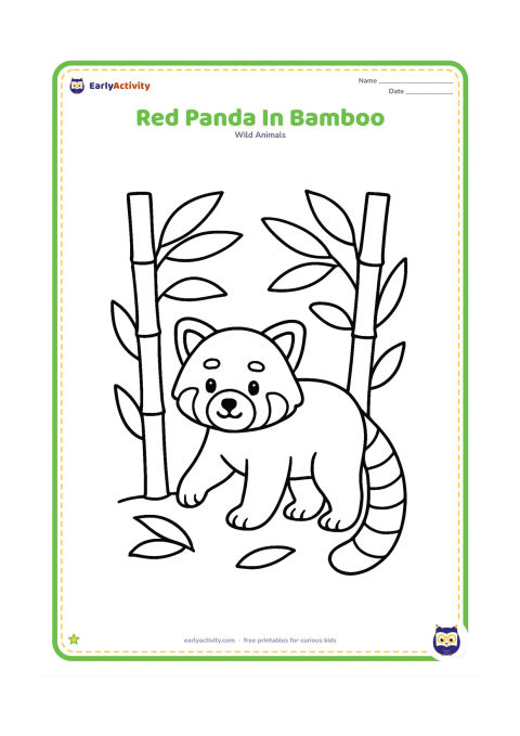 Colouring page: Draw a red panda walking through a small bamboo patch, with its head and front half visible between two thick stalks. Add several large leaves but leave open spaces for easy colouring.