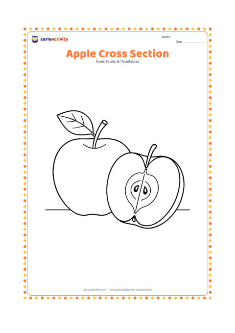 Colouring page: Draw a large whole apple beside a detailed cross-section showing the peel, flesh, core, stem and several seeds. Add a few small leaf veins and a plain tabletop beneath them.