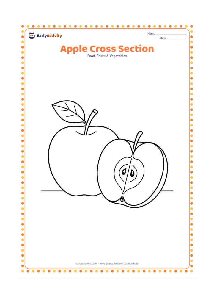 Colouring page: Draw a large whole apple beside a detailed cross-section showing the peel, flesh, core, stem and several seeds. Add a few small leaf veins and a plain tabletop beneath them.