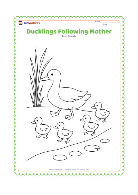 Colouring page: A mother duck leads four ducklings in a line along a pond edge. Include simple stepping feet, a curved shoreline, reeds and small round lily pads.