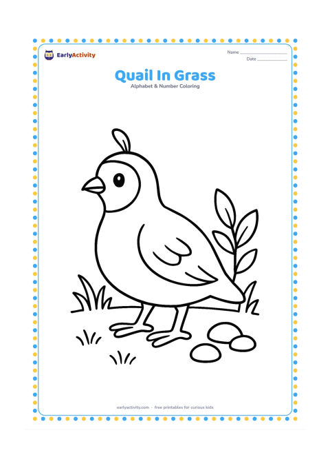 Colouring page: A small quail stands facing left among short grass and three rounded pebbles. Include one simple feather pattern on its head and a low leafy plant behind it.
