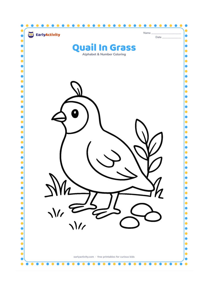 Colouring page: A small quail stands facing left among short grass and three rounded pebbles. Include one simple feather pattern on its head and a low leafy plant behind it.