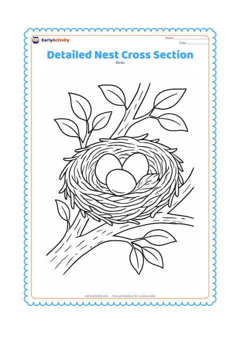 Colouring page: Show a nest in side view with an outer layer of twigs, an inner layer of grass and a soft feather lining around three eggs. Place it on a branching tree fork with bark texture and leaves…