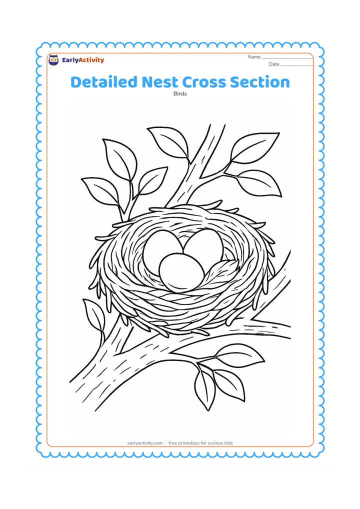Colouring page: Show a nest in side view with an outer layer of twigs, an inner layer of grass and a soft feather lining around three eggs. Place it on a branching tree fork with bark texture and leaves…