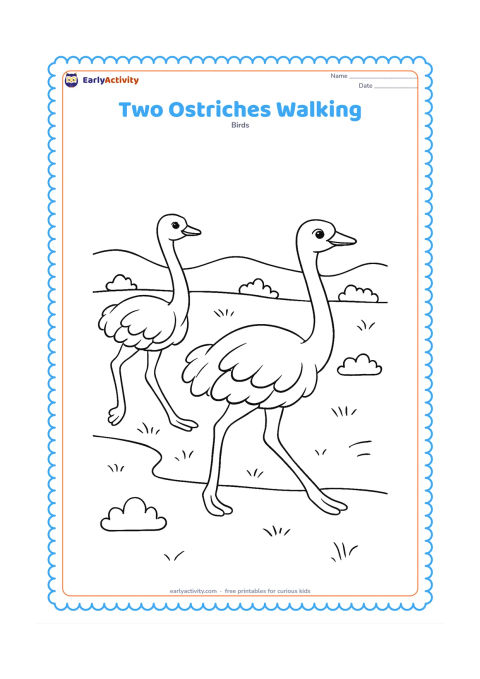 Colouring page: Two ostriches walk side by side through open grassland, one slightly nearer and one farther away. Include a winding ground line, small bushes and distant hills.