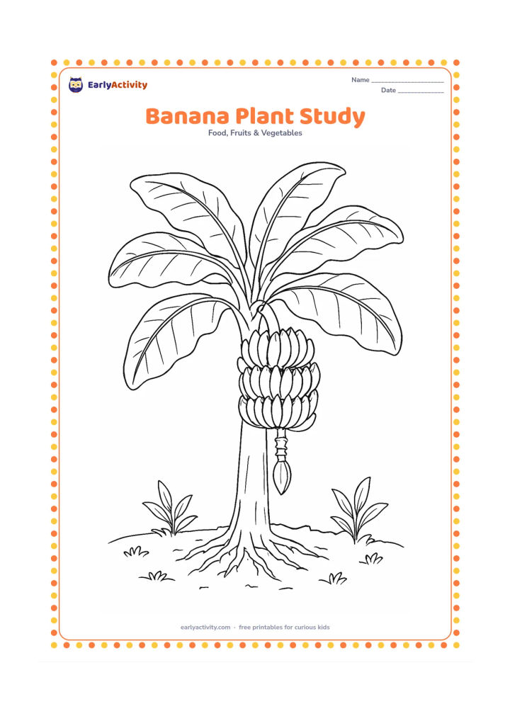 Colouring page: Draw a mature banana plant with a large hanging bunch, broad layered leaves, a thick pseudostem, visible roots and a patch of soil. Include a few small plants around the base for natural…