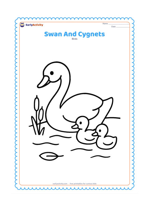 Colouring page: An adult swan swims with two small cygnets close beside it. Show a simple pond edge with three rounded reeds and one floating leaf.